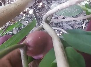 Bachelor erect cock enters tree Hindi sex