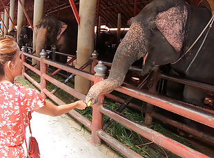 Feeding elephants and lovemaking at home after